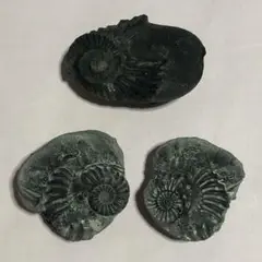 アンモナイト 化石
