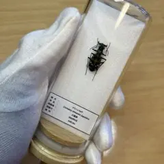 【昆虫標本】ナミハンミョウ　ガラスケース入り