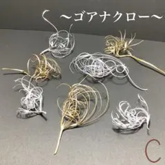 ゴアナクロー ゴールド シルバー C ハーバリウム