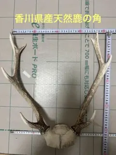 2025年最新】鹿の角 頭蓋骨の人気アイテム - メルカリ