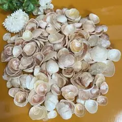 貝殻　幸せを呼ぶ貝　ナミマガシワ　約300g
