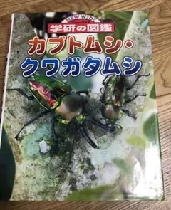 カブトムシ・クワガタムシ