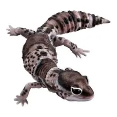 ニシアフリカトカゲモドキ　ガチャ　オレオ