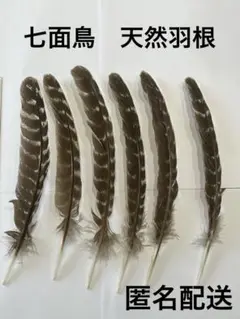七面鳥の天然羽根（フェザー）NO２　鳥の羽根
