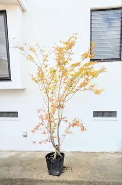 13 福井県産　天然山採り　イロハモミジ 楽天市場】山採り【イロハモミジ】紅葉 株立ち 自然風樹形 樹高H