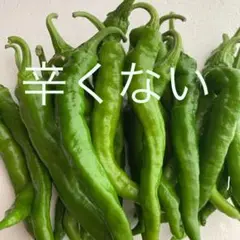 青唐辛子 伏見甘長唐辛子 500g