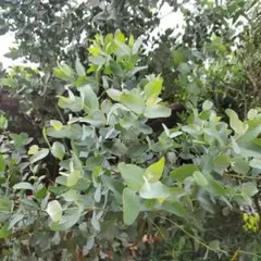 フレッシュ　ユーカリ　摘みたて