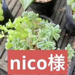 多肉 モナンテス