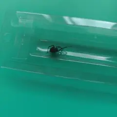 セアカゴケグモ 標本 黒とオレンジ