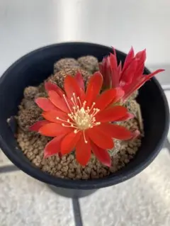 レブチア　ヘリオーサ　橙宝山 isla del pescado - Rebutia heliosa-紅宝山
