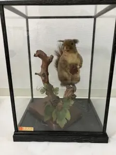 リスの剥製 ガラスケース入り 39×29×24