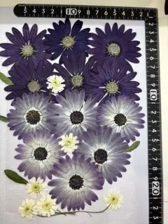 押し花　オステオステルマム
