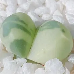 4 サービス品! 多肉植物 レーマニー錦 極美斑♡