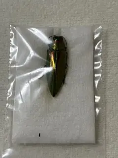 ラオス切手 甲虫 昆虫 王国 1968 全5種 NH オオルリ玉虫 ລາວラーオ 2025年最新】ルリタマムシの人気アイテム - メルカリ