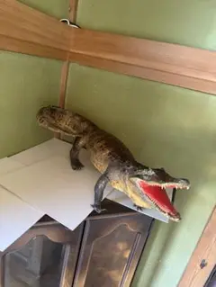 置き物　オブジェ　開運　インテリア　和室