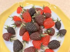 新品未使用　ラズベリー　食品サンプル