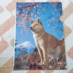 【未開封新品】岩合光昭　いぬ　柴犬 桜　富士山 クリアファイル A4