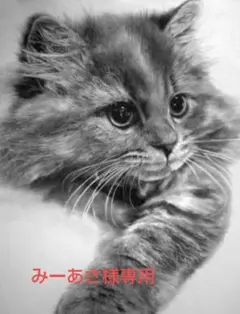 猫まっしぐら! ロイヤルカナン 猫 キャットフード おねだり と オーラルケア