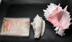 貝殻　3種