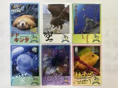 【鳥羽水族館】コレクションカード 6枚セットI