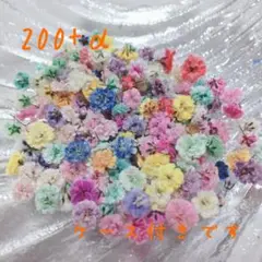 カスミソウ ドライフラワー かすみ草　ミックス