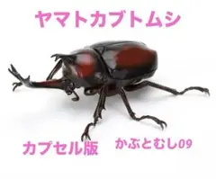 いきもの大図鑑　かぶとむし09 ヤマトカブトムシ　単品　（カプセル版）