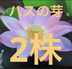 Item thumbnail for item 82a3d453-0bbc-4be1-bc7e-8db09fad9649