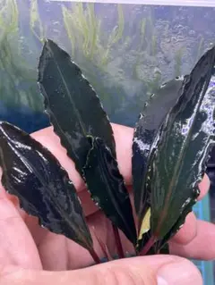 night me-ya様確認用【AZ便】Deep Purple 水上育成株 Yahoo!オークション - Bucephalandra sp Deep Purple from