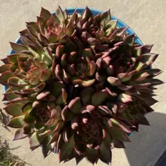 #多肉植物 紅東曇