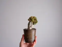 ユーフォルビア・セプルタ (接) 塊根植物 コーデックス 多肉植物 サボテン
