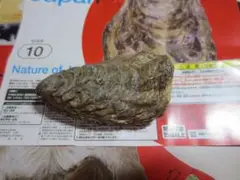 Nature of Japan 日本のいきものvol.01 マガキ　牡蠣　カキ