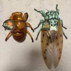 リアルビッグサイズフィギュア　ミンミンゼミ　抜け殻　成虫