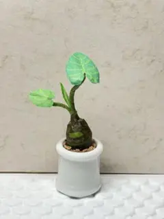 ミニチュア　観葉植物　クワズイモ　紙