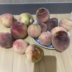 ワイファーム様