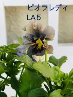 リコさま専用LA5♥花苗ポットごと♥ビオラladyレディ花苗♥希少