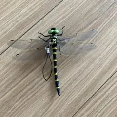 オニヤンマ　キーホルダー