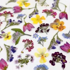 押し花ミックスセット