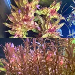 赤系水草セット