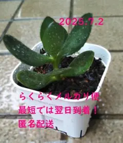 2025年最新】金のなる木 大株の人気アイテム - メルカリ