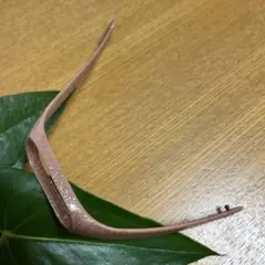 XAOMIシリコンバンド