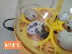 うずら　有精卵　10個　ハンドメイド用　8/7日まで