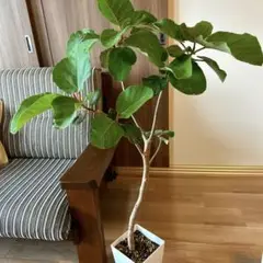 フィカス エベレスト ※頂芽未剪定 希少 インテリア 観葉植物 フィカス エベレスト ※頂芽未剪定 希少 インテリア 観葉植物
