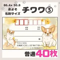 【チワワ③】宛名シール　差出人シール　普通サイズ　40枚　シンプル　動物　犬