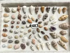 #487貝殻セット