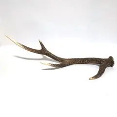 鹿の角 インテリア装飾　全長60.0cm