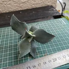 多肉植物^_^アガベ9