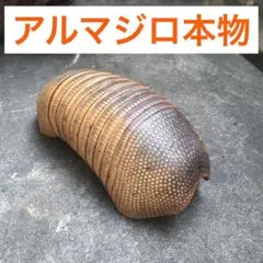 アルマジロ　甲羅　剥製　本物　ブラジル製 アルマジロ 甲羅 剥製 本物 ブラジル製 - メルカリ