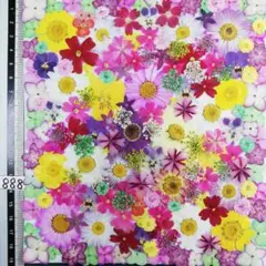 押し花素材　NO888 ノースボール ビオラ 紫陽花　バーベナ 小花　押し花