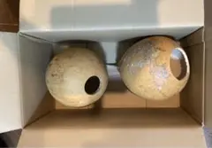 天然素材　乾燥だるまひょうたん 2個セット