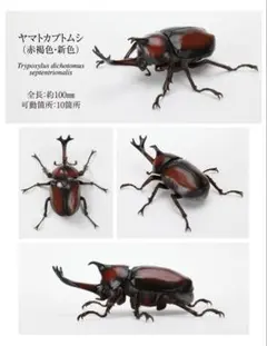 いきもの大図鑑　かぶとむし09 ヤマトカブトムシ　単品　（カプセル版）